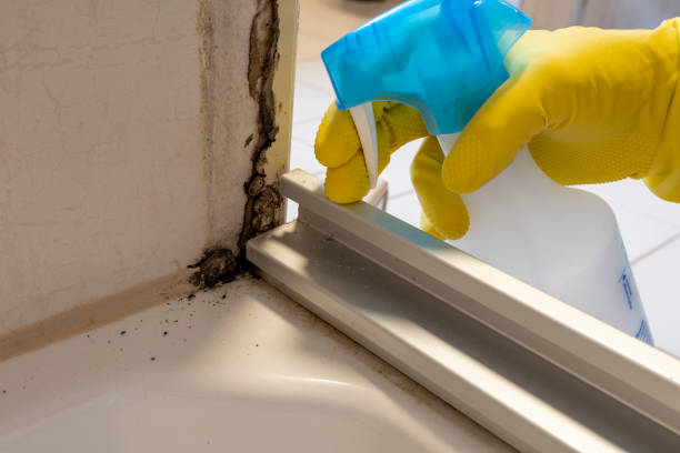 On Top Of The World Designated Place, FL Mold Removal Company