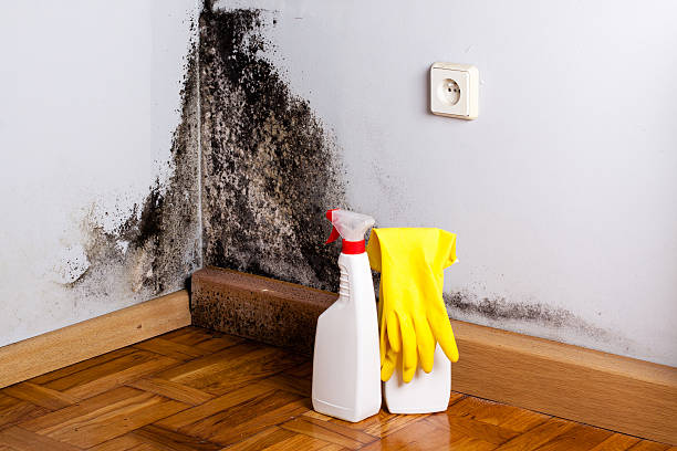 Best Affordable Mold Removal  in On Top Of The World Designated Place, FL