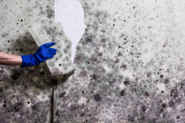 Best Crawl Space Mold Removal  in On Top Of The World Designated Place, FL